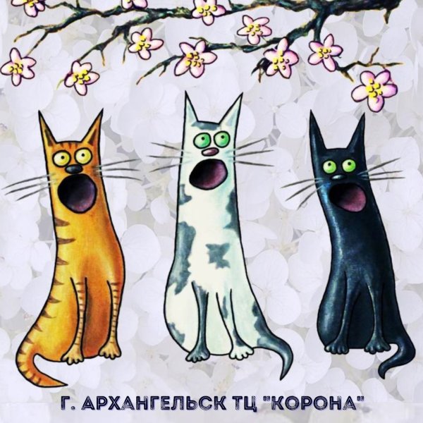 Первый день весны Китай кот