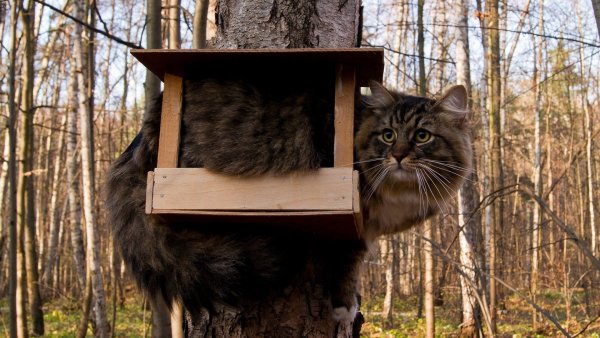 Март Весна коты