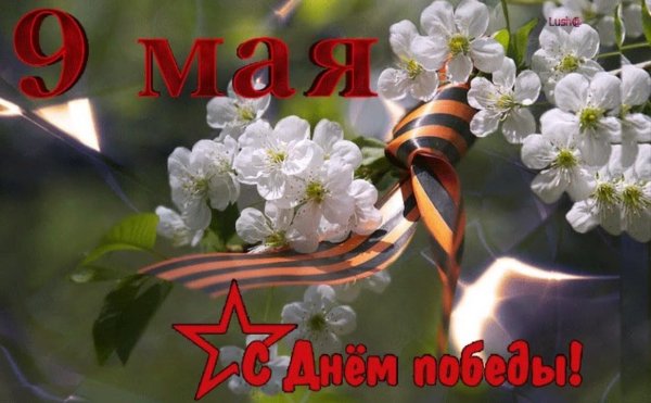 Тюльпан с днем Победы!