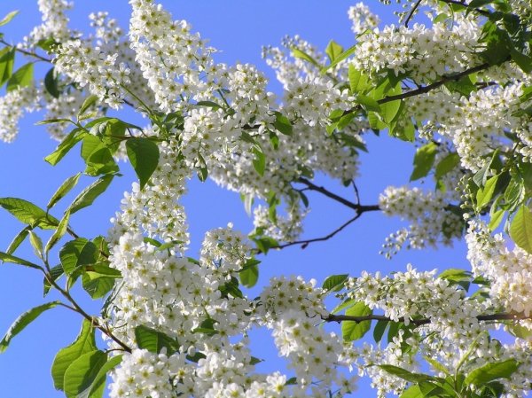 Цветение черёмухи