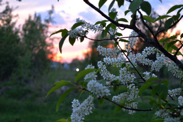 Цветущая черемуха