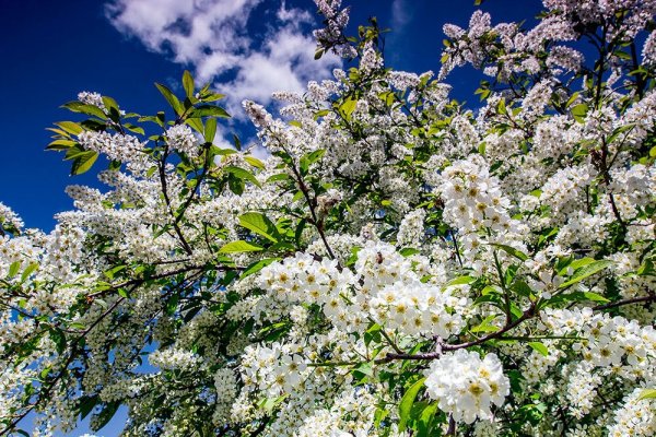 Цветущая черемуха