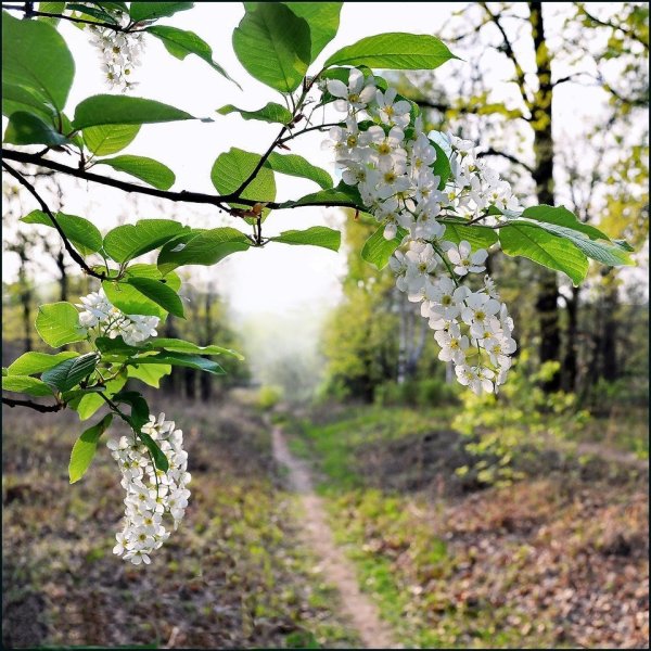 Черемуха в Забайкалье