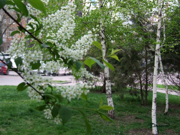 Черемуха виргинская ветка