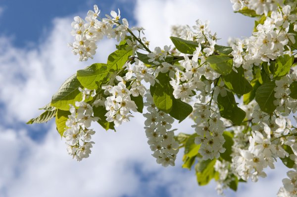 Цветущая черемуха