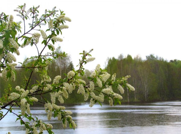 Цветет черемуха цветет душистая