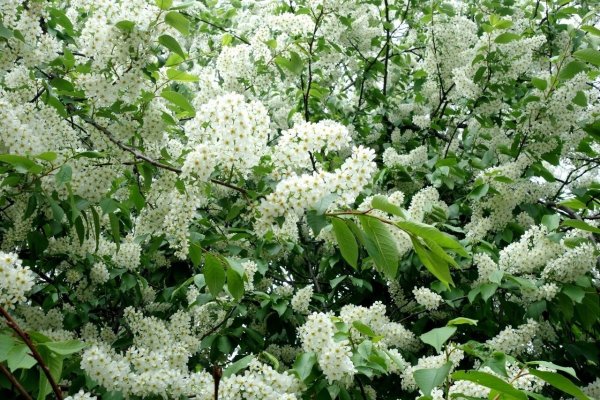 Цветущая черемуха