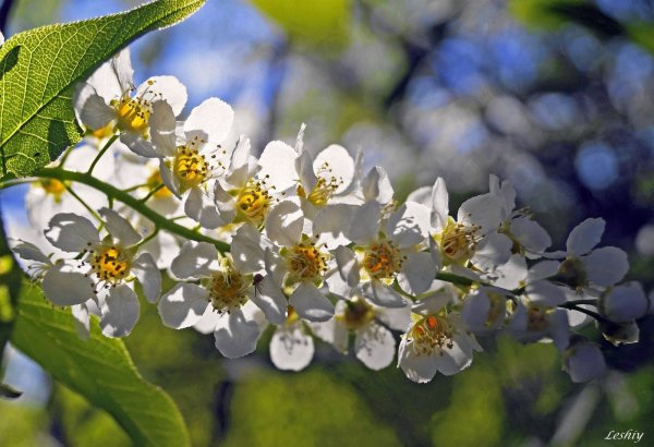 Виктор Цветущая черемуха