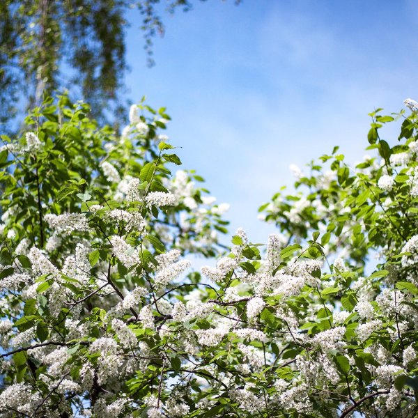 Черёмуха душистая цветет