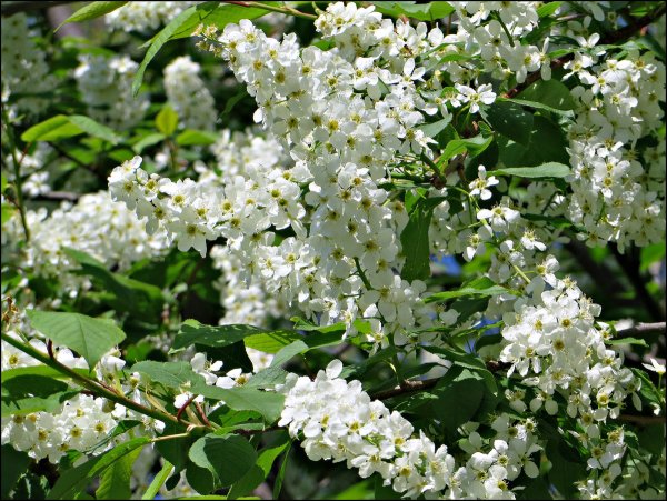 Цветущая черемуха