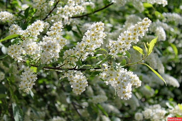 Черемуха цветет Ясная Поляна