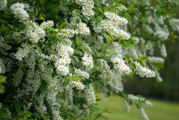 Цветущая черемуха у реки