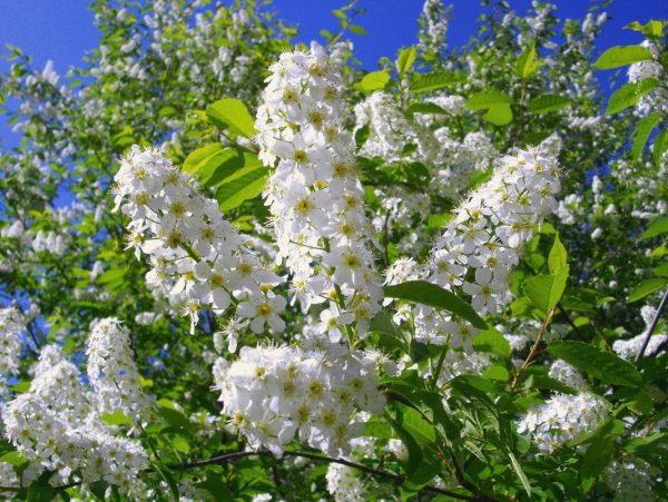 Цветущие деревья весной черемуха