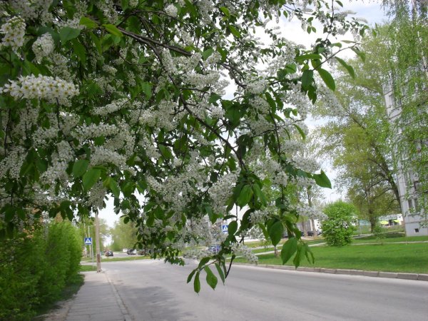 Черемуха дерево