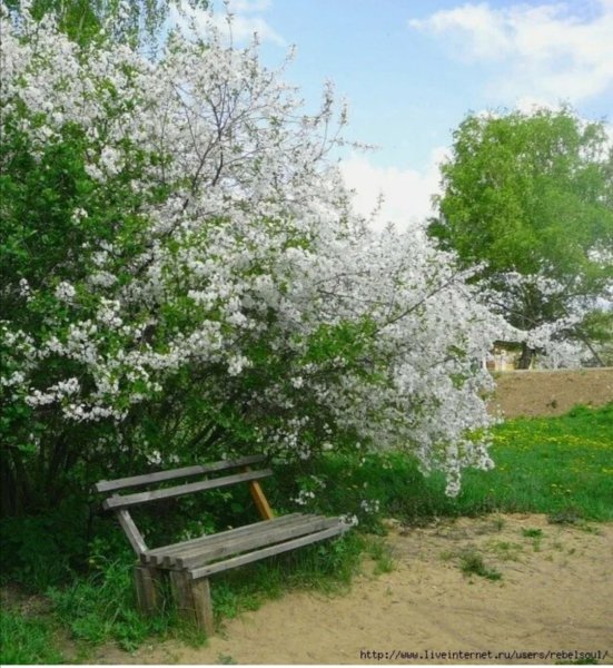 Черемуха Лесная