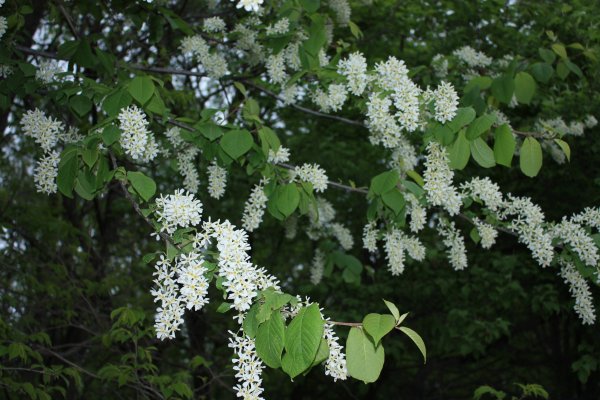 Галутва черемуха