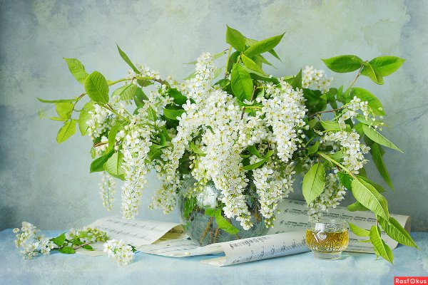 Село Константиново черемуха