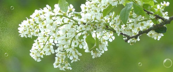 Фристайл цветет черемуха