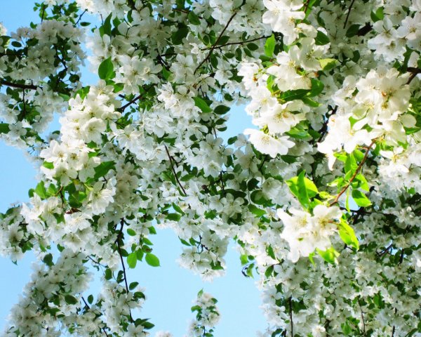 Белая черемуха у реки