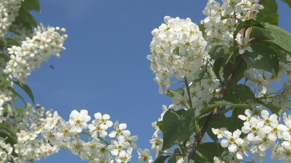 Черемуха цветет