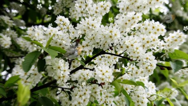 Сирень Флауэр Веста Вайт