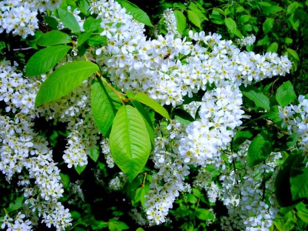 Цветы черемухи