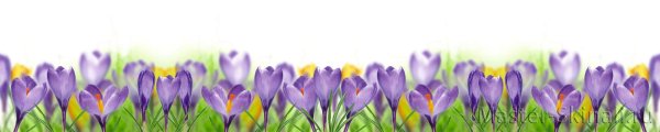 Весенние цветы бордюр