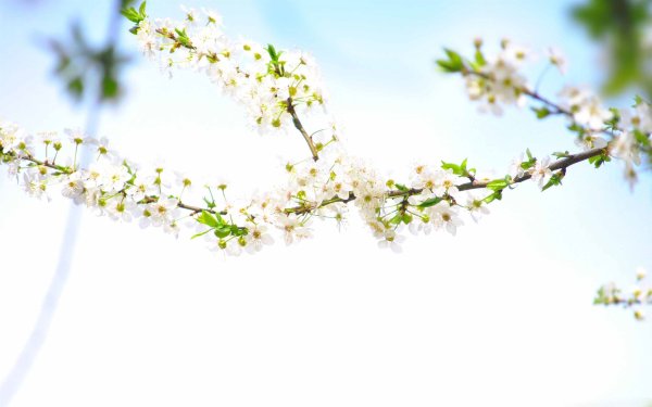 Заставка на рабочий стол Весна в городе