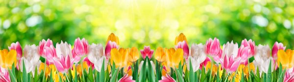 Панорама фон с весенними цветами