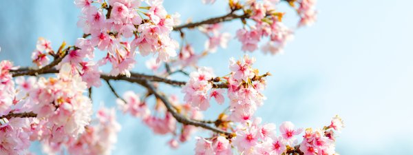 Сакура панорама