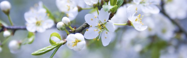 Яблоня цветёт