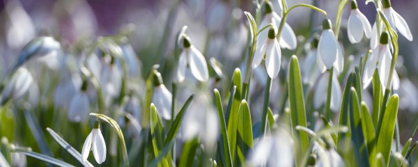 Подснежники панорама