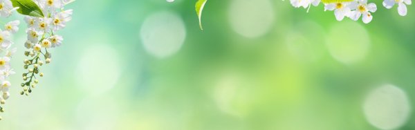 Скинали незабудки для кухни