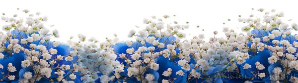 Полоса из цветов