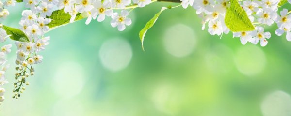 Весенние цветущие деревья