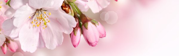 Обложка сообщества цветы