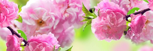 Цветы панорама