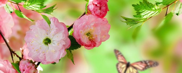 Цветущая вишня