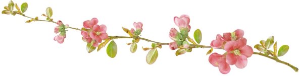 Весенняя ветка