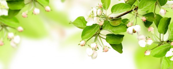 Зеленый орнамент на прозрачном фоне