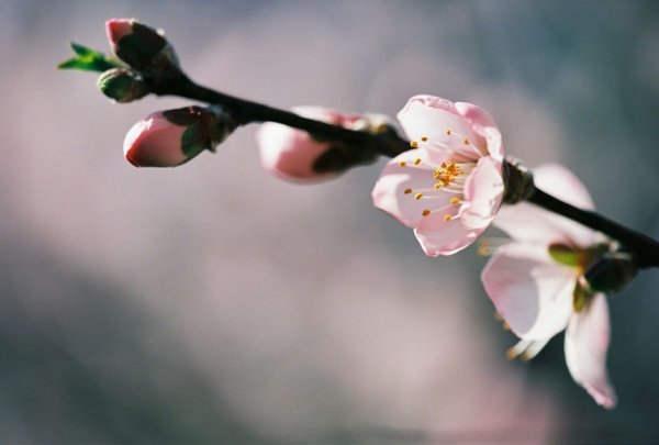 Цитаты про зиму и весну