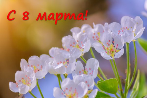 Нежные весенние цветы к 8 марта