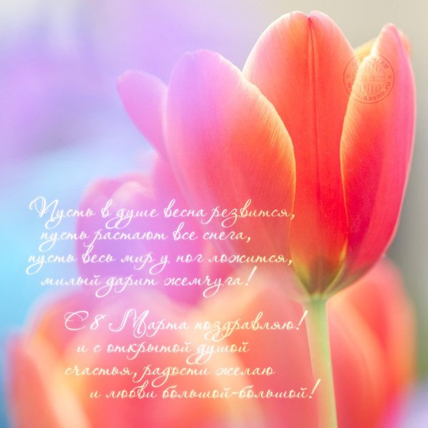 Нежные тюльпаны