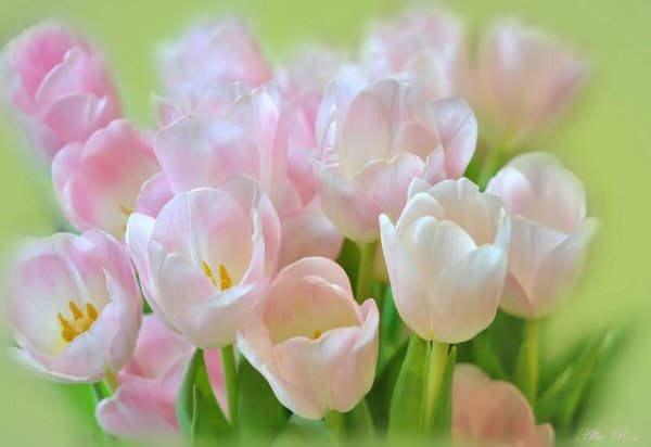 Весенние тюльпаны