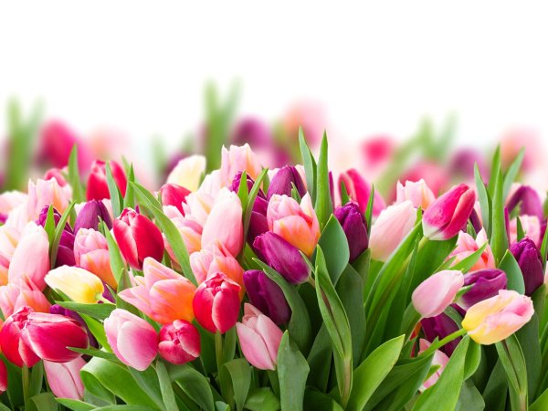 Поздравление с 8 марта