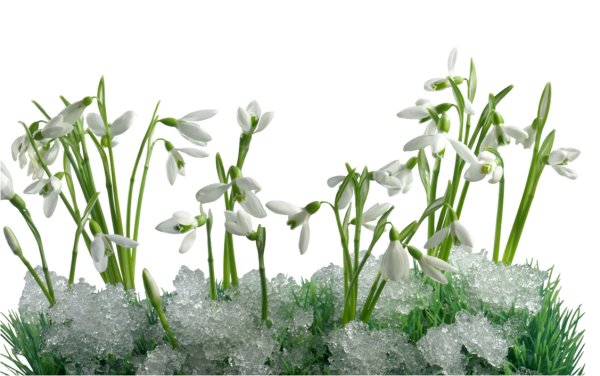 Милые дамы поздравляем вас с 8 марта