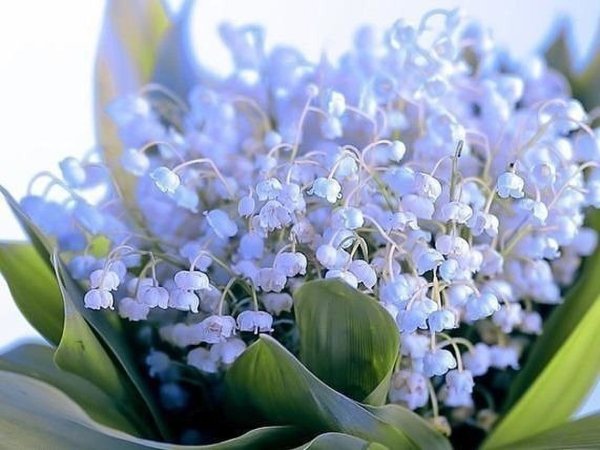 Весна капель