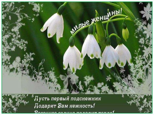 Поздравление с 8 марта крокусы