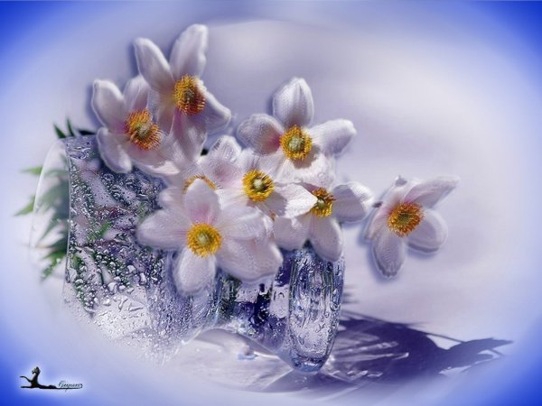 Рамка из тюльпанов