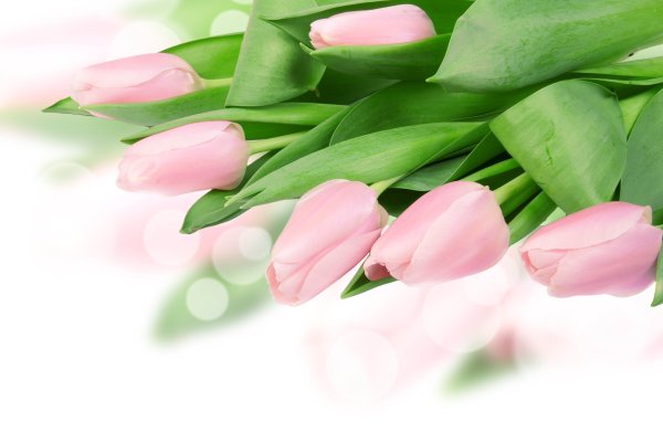 Весна тюльпаны